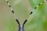 Agapanthia dahli