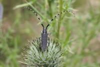 Agapanthia dahli