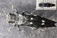 Agrilus guerini