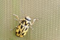 Pachybrachis hieroglyphicus