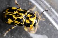 Pachybrachis hieroglyphicus