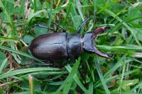 Lucanus cervus