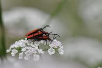 Lygistopterus sanguineus