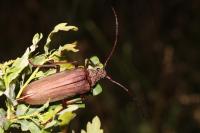 Aegosoma scabricorne