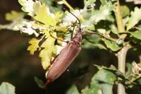 Aegosoma scabricorne
