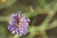 Stenopterus rufus