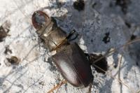 Lucanus cervus