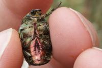 Cetonia aurata