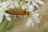 Oedemera podagrariae