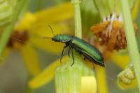 Psilothrix viridicoerulea