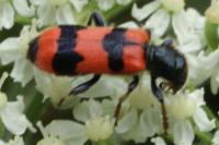 Trichodes apiarius
