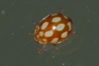 Calvia decemguttata