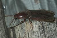 Stenagostus rhombeus
