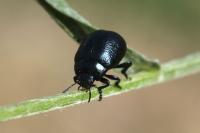 Chrysolina fuliginosa