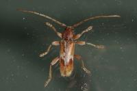 Trichoferus pallidus