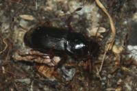 Pseudoophonus rufipes