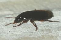 Pseudoophonus rufipes