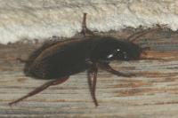 Pseudoophonus rufipes