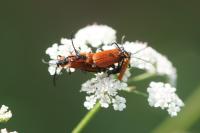Lygistopterus sanguineus