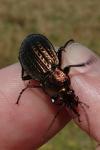 Carabus cancellatus