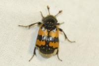 Nicrophorus vespillo