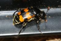 Nicrophorus vespillo