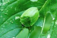 Cassida viridis