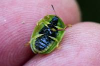 Cassida viridis