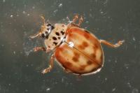 Harmonia quadripunctata