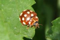 Calvia quatuordecimguttata