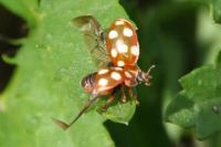 Calvia quatuordecimguttata