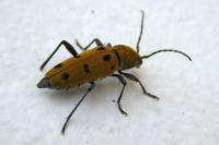 Chlorophorus glabromaculatus