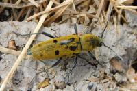 Chlorophorus glabromaculatus