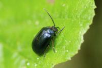 Agelastica alni