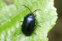Agelastica alni