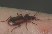 Polistichus connexus