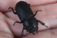 Dorcus parallelipipedus