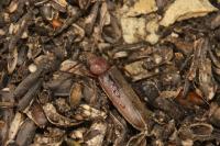 Arhopalus rusticus