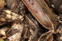 Arhopalus rusticus