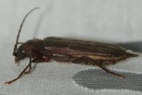 Arhopalus rusticus