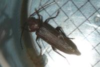 Arhopalus rusticus