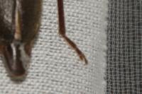 Arhopalus rusticus