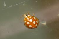 Halyzia sedecimguttata