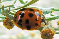Harmonia axyridis