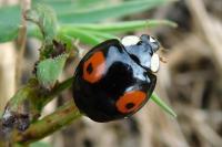Harmonia axyridis