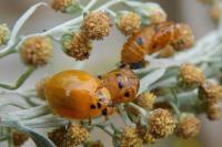 Harmonia axyridis