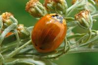 Harmonia axyridis