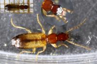 Paradromius linearis