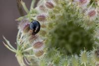 Parexochomus nigromaculatus