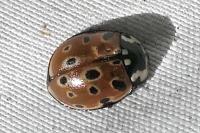 Anatis ocellata